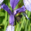 Irisblüte im Bangser Ried
