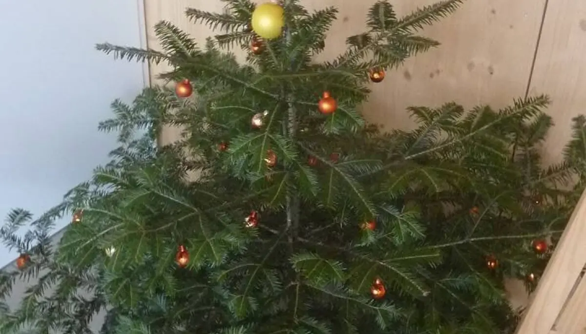 Christbaum Loben | © M. Bischofberger