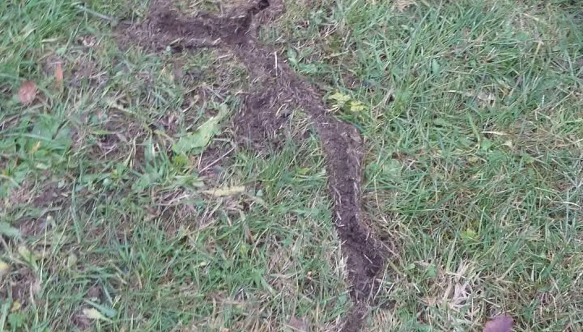 Mausgänge ,es war also mal Schnee da | © M. Bischofberger