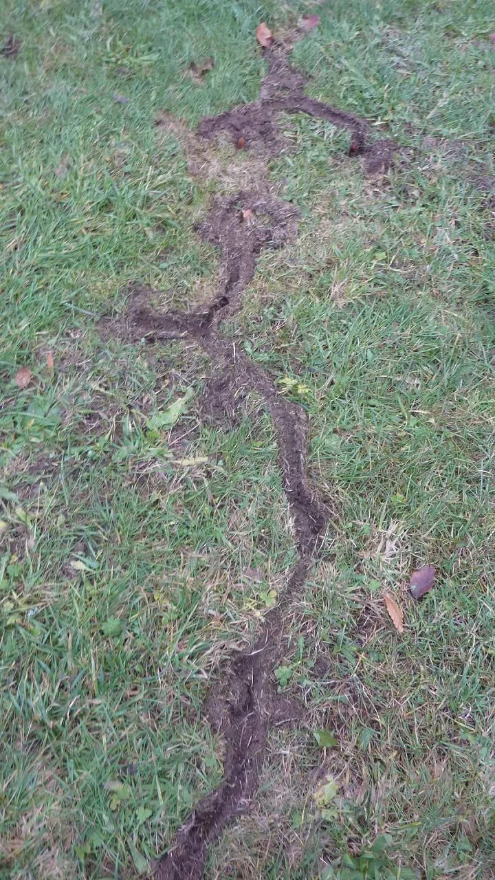 Mausgänge ,es war also mal Schnee da | © M. Bischofberger