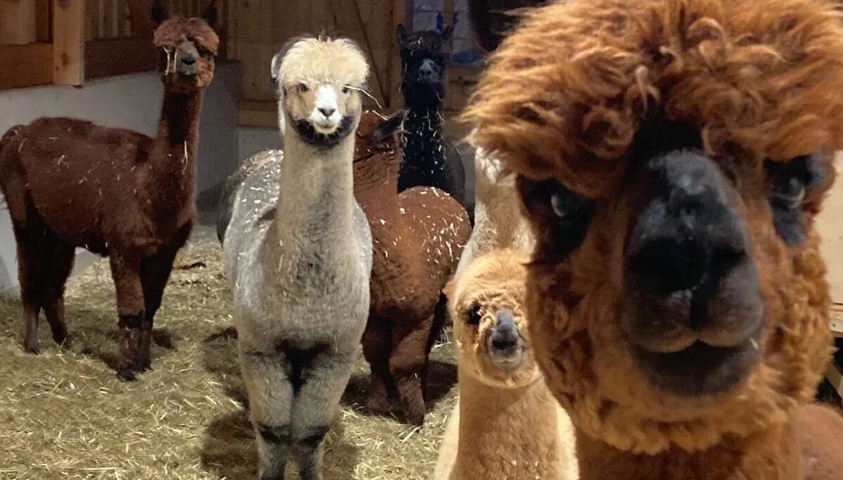 Schneeschuhtage im Stubaital | © DAV Wangen