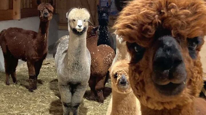 Schneeschuhtage im Stubaital | © DAV Wangen