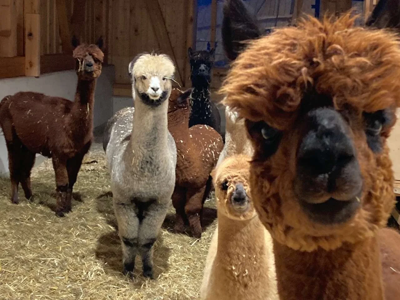 Schneeschuhtage im Stubaital | © DAV Wangen