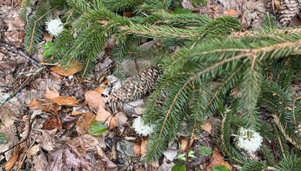 Kölle-Runde | © M. Bischofberger