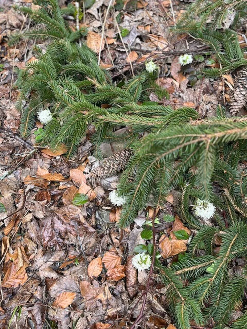 Kölle-Runde | © M. Bischofberger