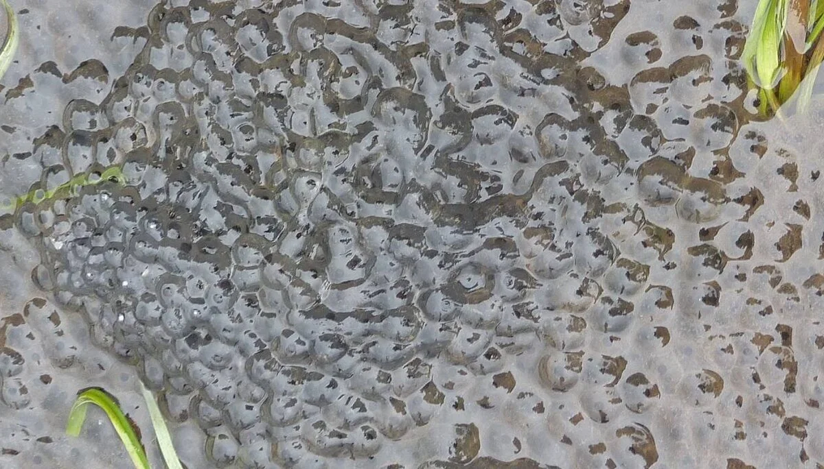 Kölle-Runde | © M. Bischofberger