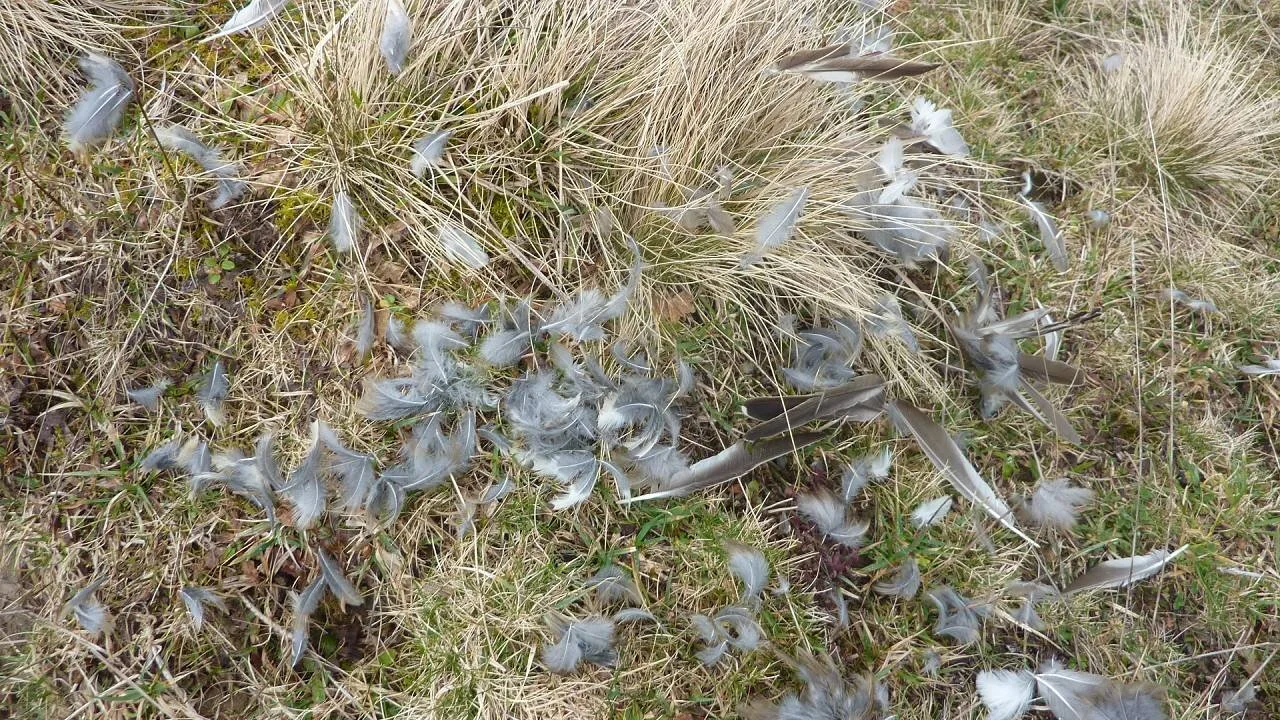 Kölle-Runde | © M. Bischofberger