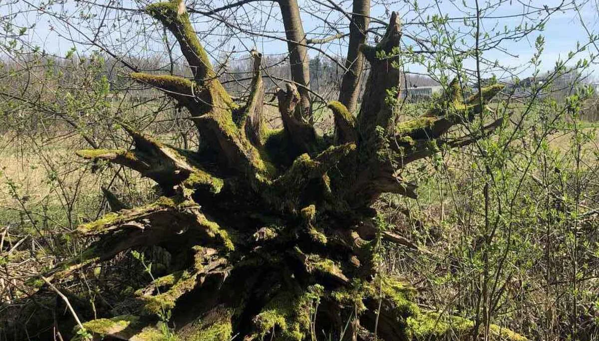 Bodenseetour 19.-20.3.2024 | © C. Maurus