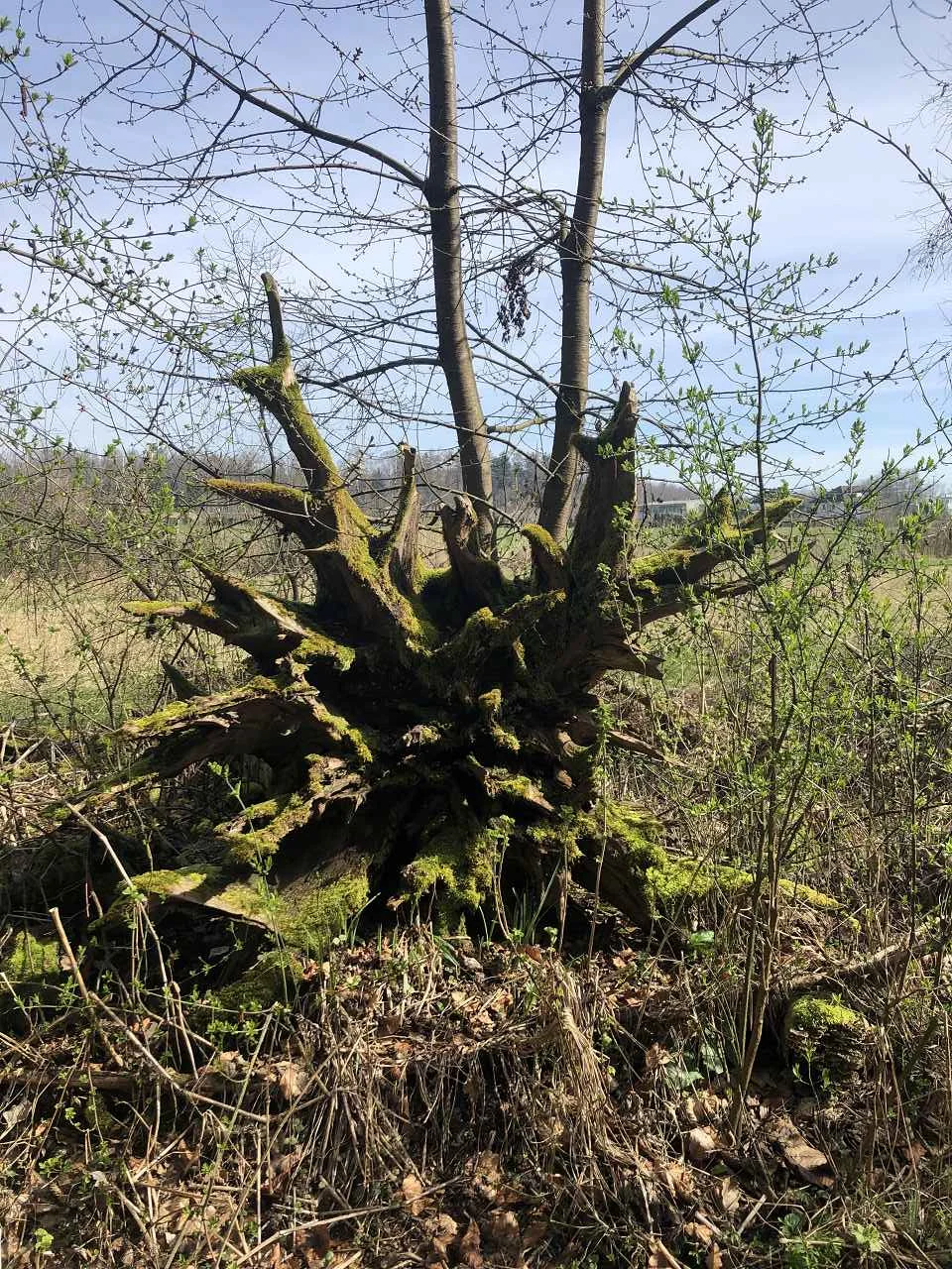 Bodenseetour 19.-20.3.2024 | © C. Maurus