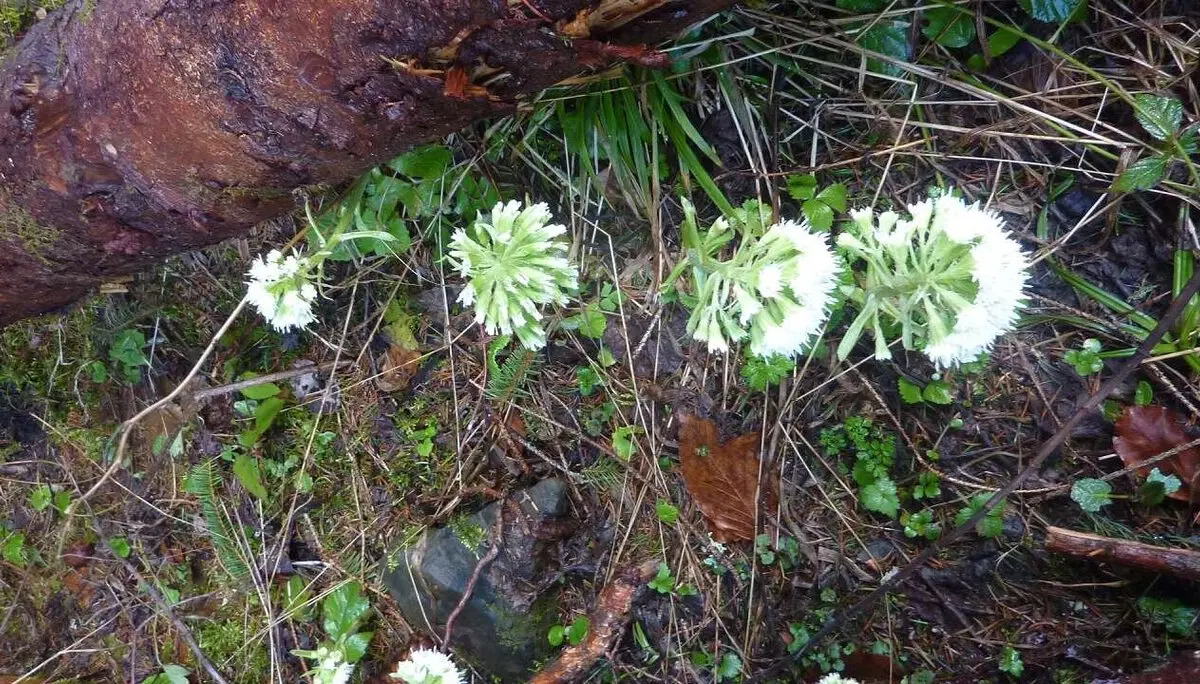 Pestwurzblüten | © M. Bischofberger
