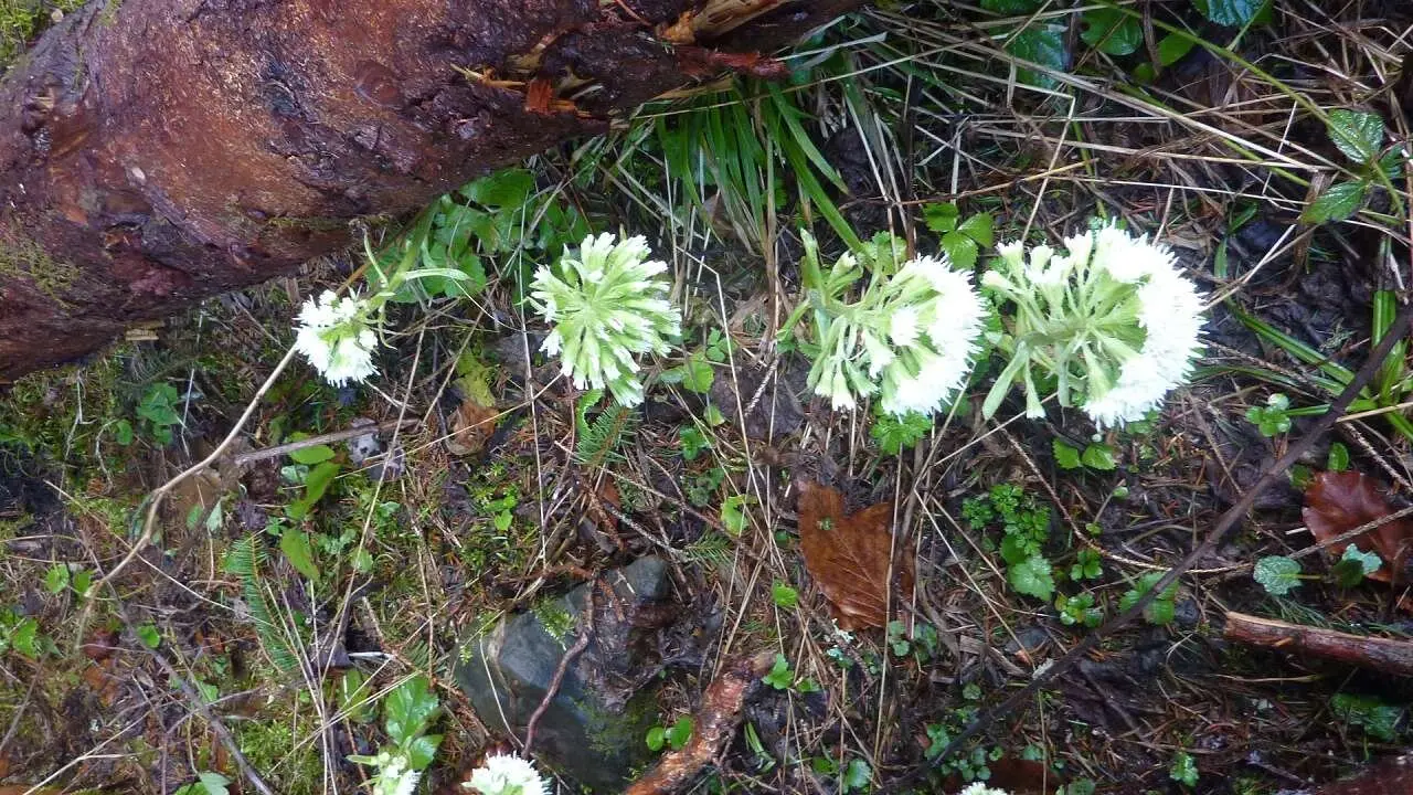 Pestwurzblüten | © M. Bischofberger