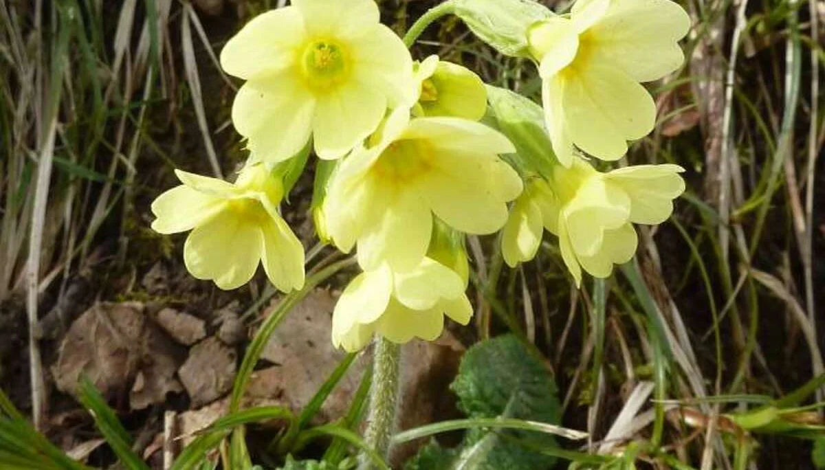 Frühling lockt | © M. Bischofberger