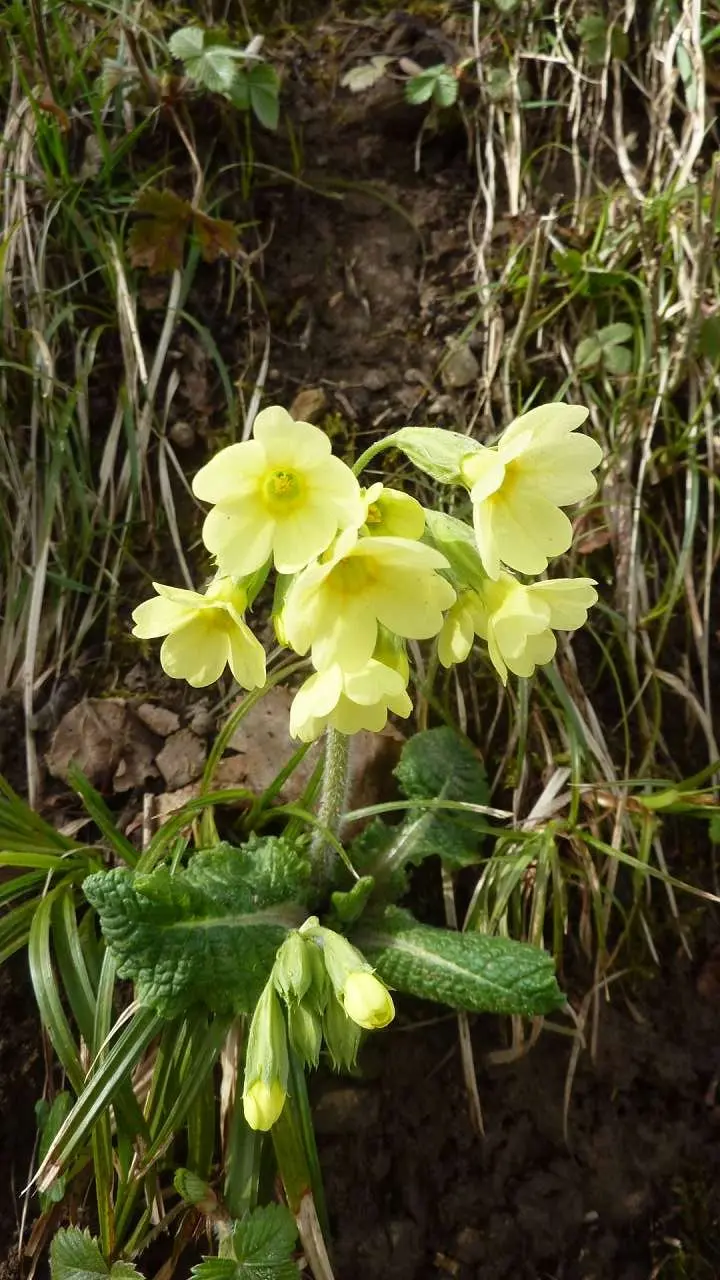 Frühling lockt | © M. Bischofberger