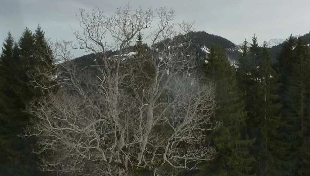 Kräftiger, alter Bergahorn | © M. Bischofberger