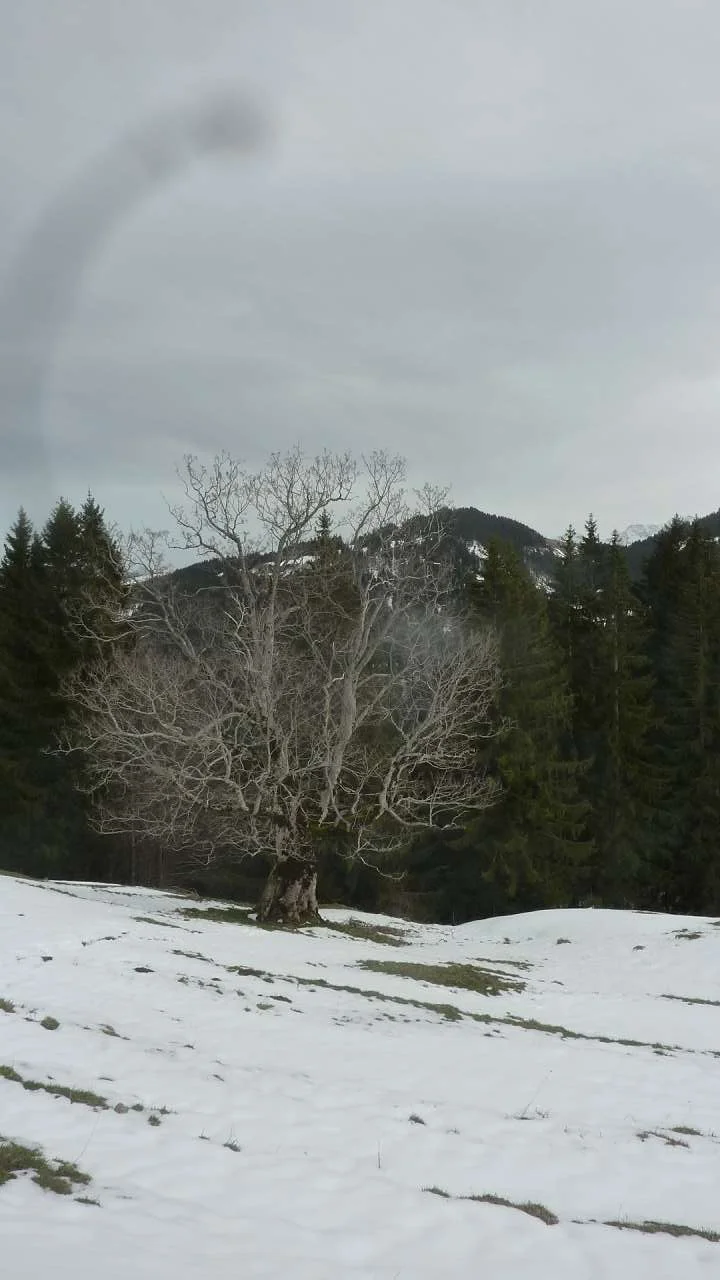 Kräftiger, alter Bergahorn | © M. Bischofberger