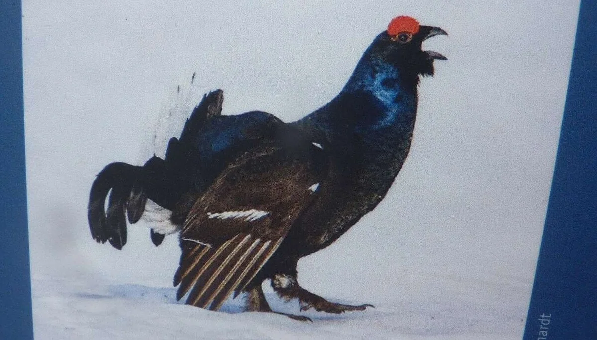 Birkhahn solls hier geben | © M. Bischofberger