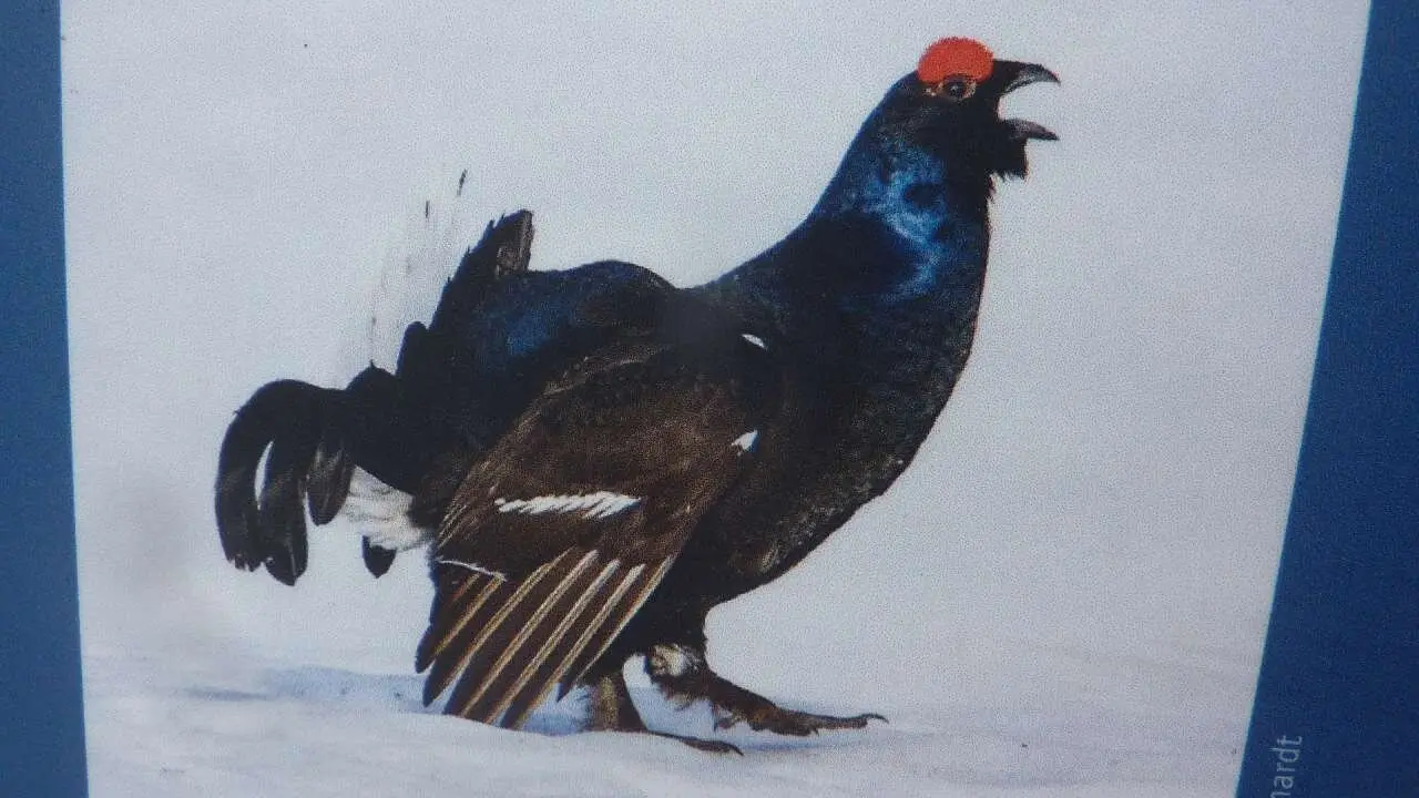 Birkhahn solls hier geben | © M. Bischofberger