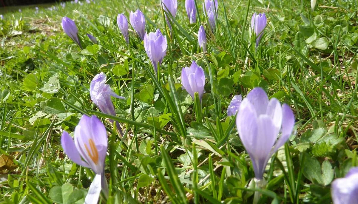 DAV-Senioren besuchen die Hündle-Krokus-Wiesen | © M. Bischofberger