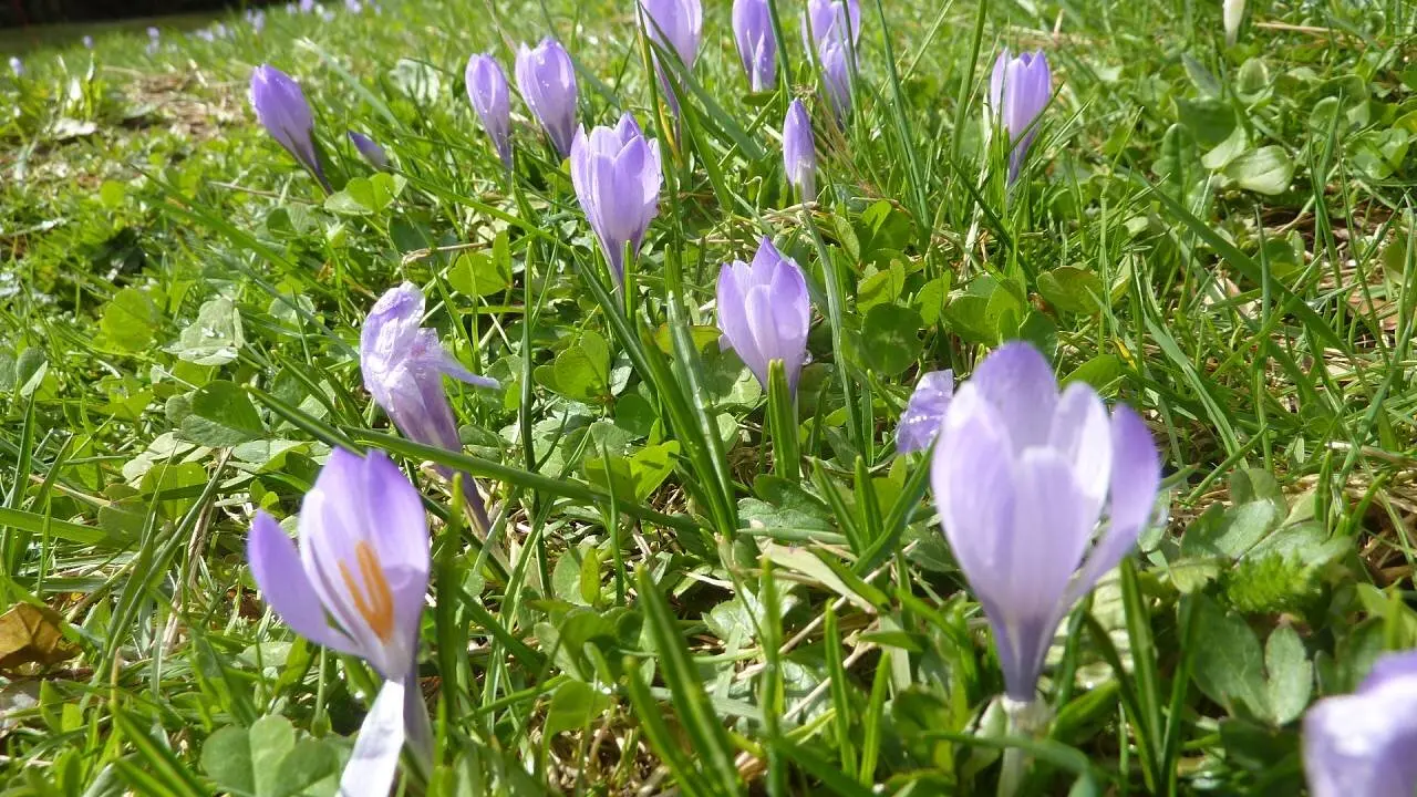 DAV-Senioren besuchen die Hündle-Krokus-Wiesen | © M. Bischofberger