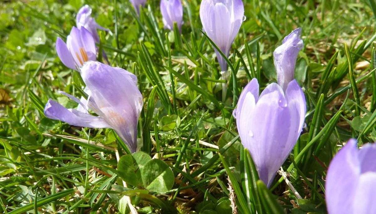 DAV-Senioren besuchen die Hündle-Krokus-Wiesen | © M. Bischofberger