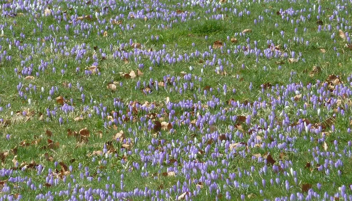 DAV-Senioren besuchen die Hündle-Krokus-Wiesen | © M. Bischofberger
