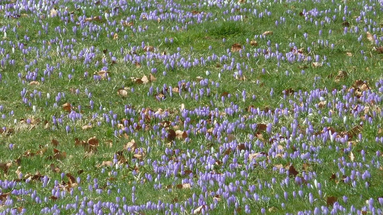 DAV-Senioren besuchen die Hündle-Krokus-Wiesen | © M. Bischofberger