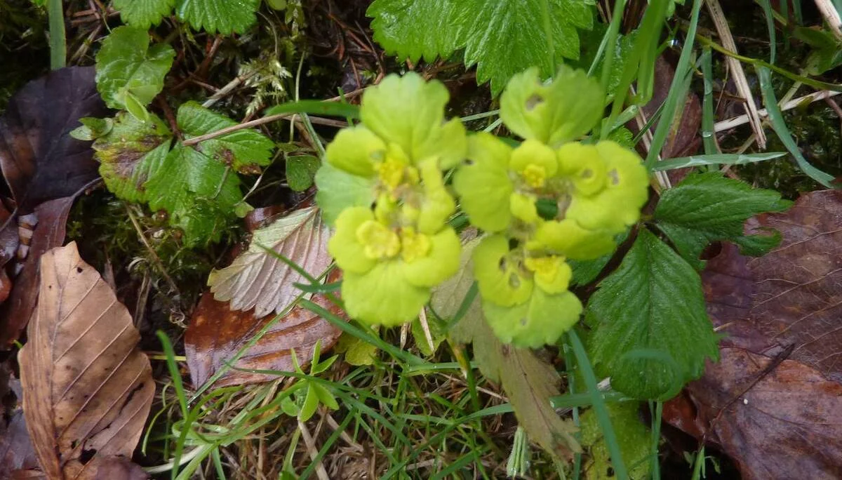 Milzkraut | © M. Bischofberger