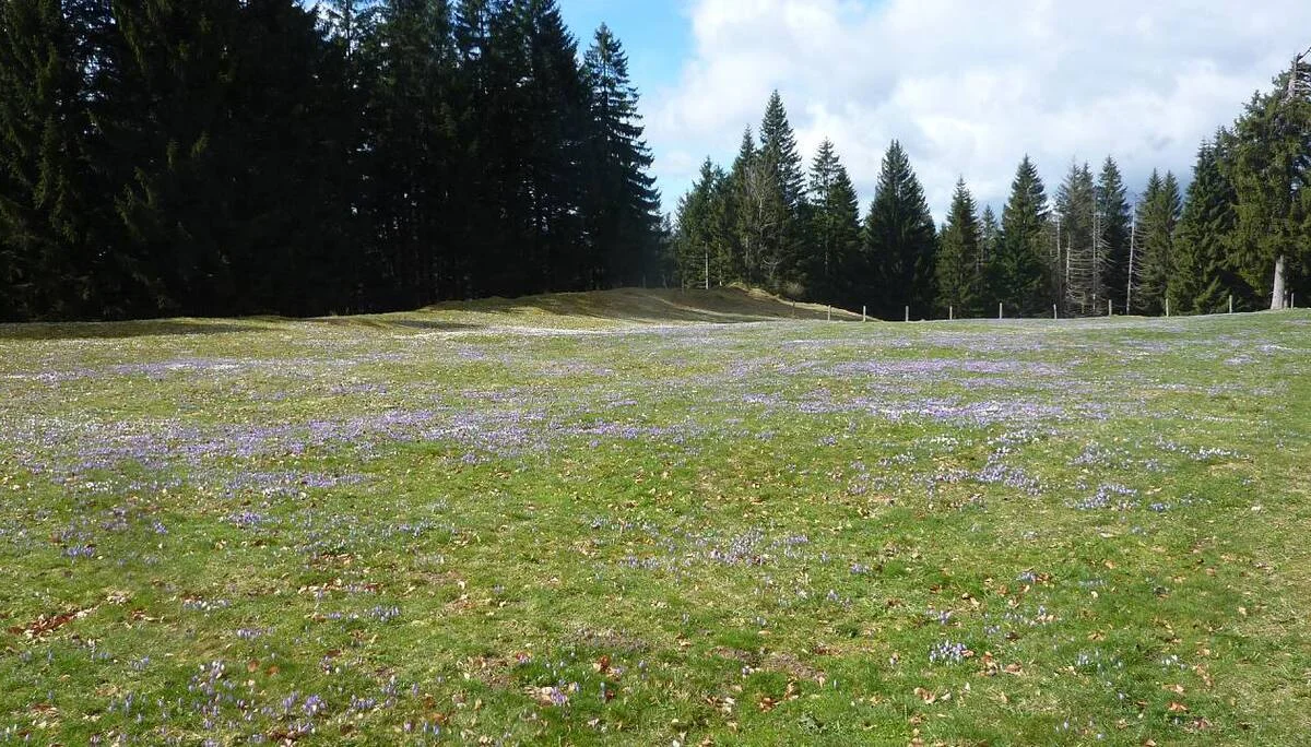 DAV-Senioren besuchen die Hündle-Krokus-Wiesen | © M. Bischofberger
