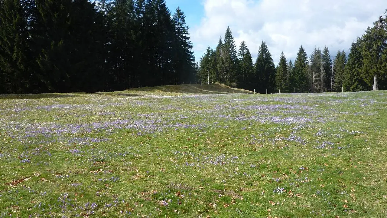 DAV-Senioren besuchen die Hündle-Krokus-Wiesen | © M. Bischofberger