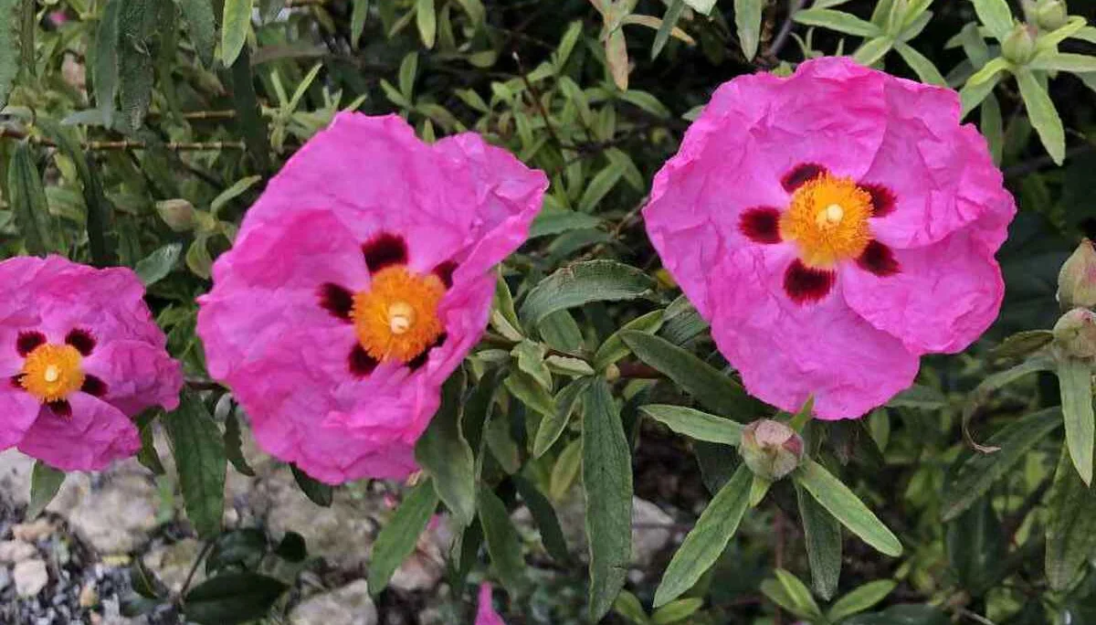 Finale Ligure, 21.4. – 26.4.2024 | © C. Maurus