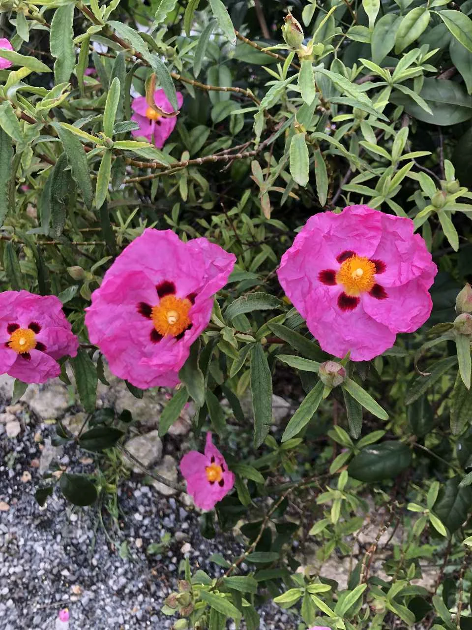 Finale Ligure, 21.4. – 26.4.2024 | © C. Maurus