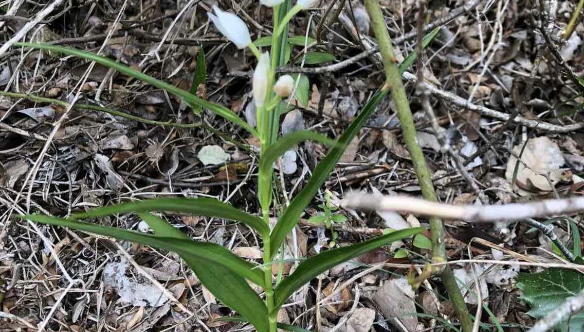 Finale Ligure, 21.4. – 26.4.2024 | © C. Maurus