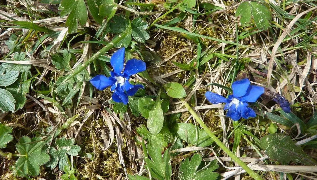 Frühlings-Enzian mit Sahara-Staub | © M. Bischofberger