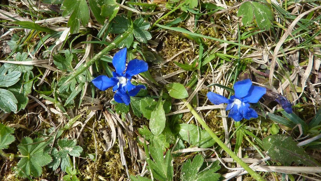 Frühlings-Enzian mit Sahara-Staub | © M. Bischofberger
