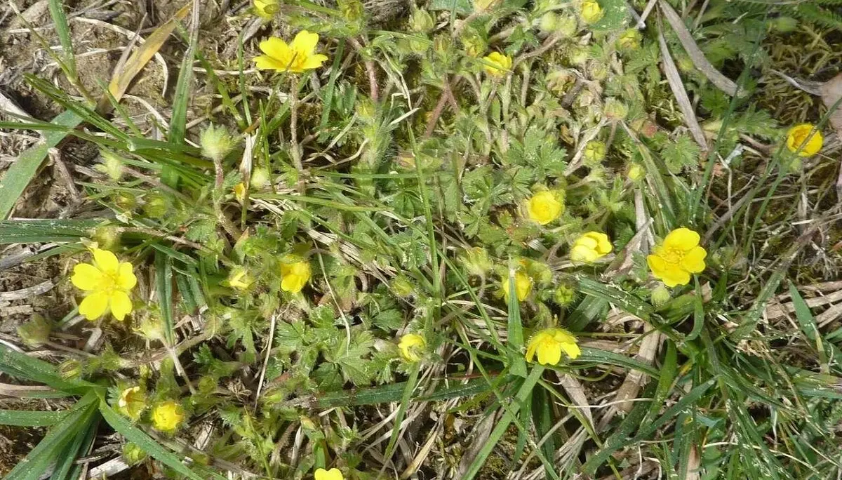  Fingerkraut | © M. Bischofberger