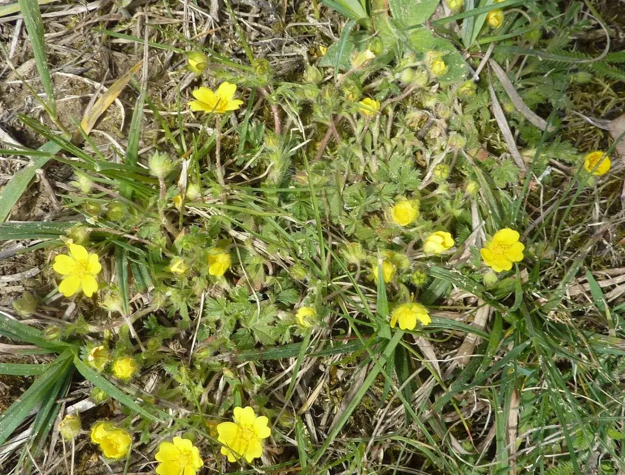  Fingerkraut | © M. Bischofberger