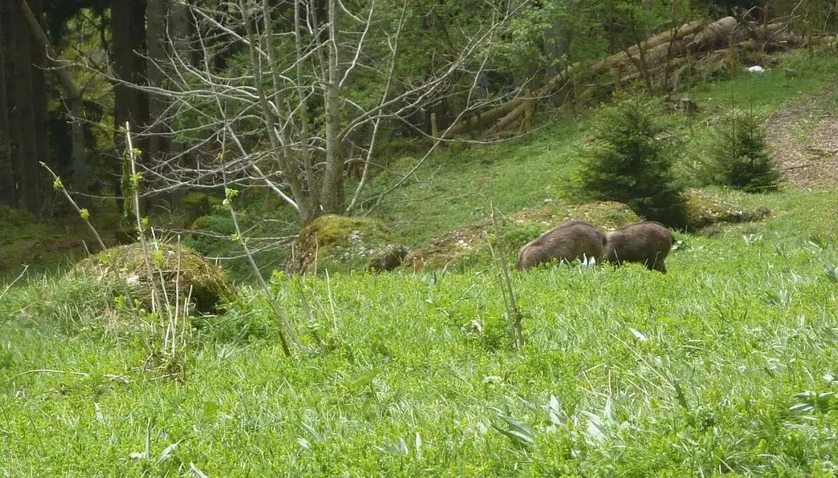einige Gämsen beim Äsen | © M. Bischofberger