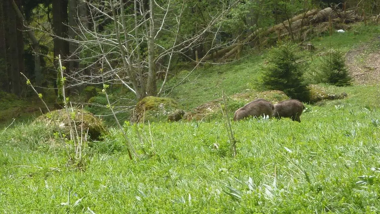 einige Gämsen beim Äsen | © M. Bischofberger