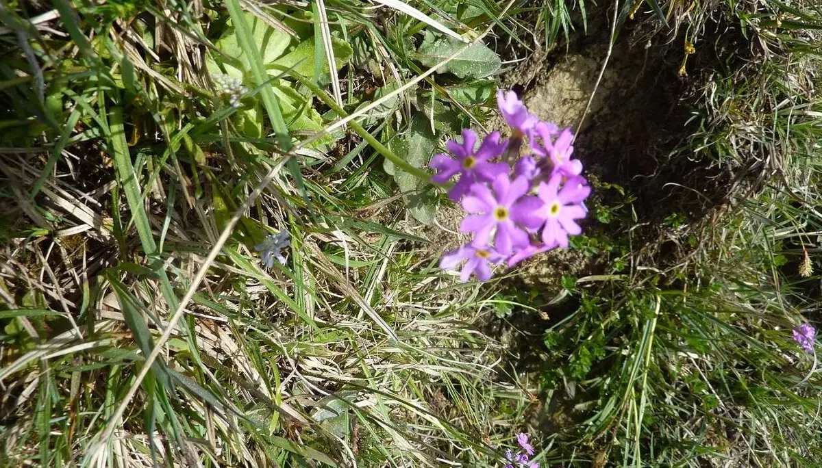 Mehlprimel | © M. Bischofberger