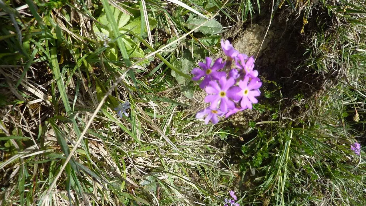 Mehlprimel | © M. Bischofberger