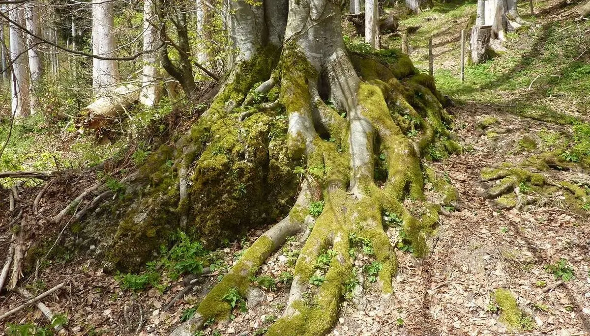 DAV -Senioren  auf der Thaler Höhe | © M. Bischofberger