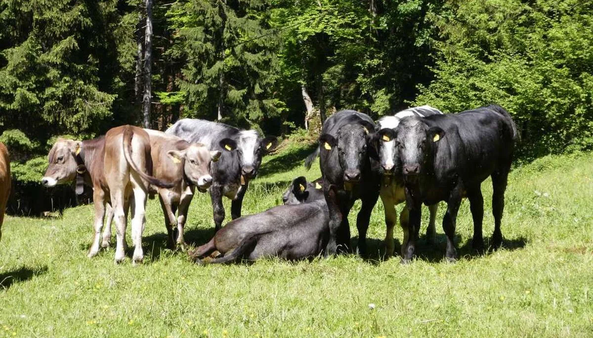 37. Deutsch-Französisches Partnerschaftstreffen in Wangen | © DAV Wangen