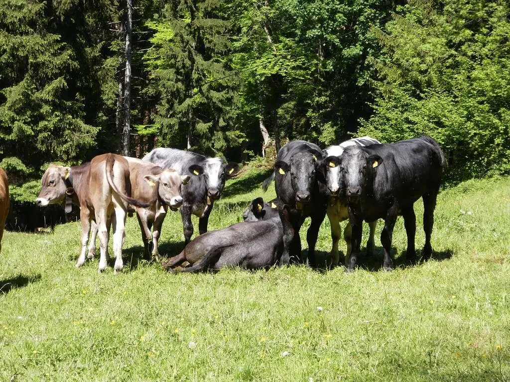 37. Deutsch-Französisches Partnerschaftstreffen in Wangen | © DAV Wangen