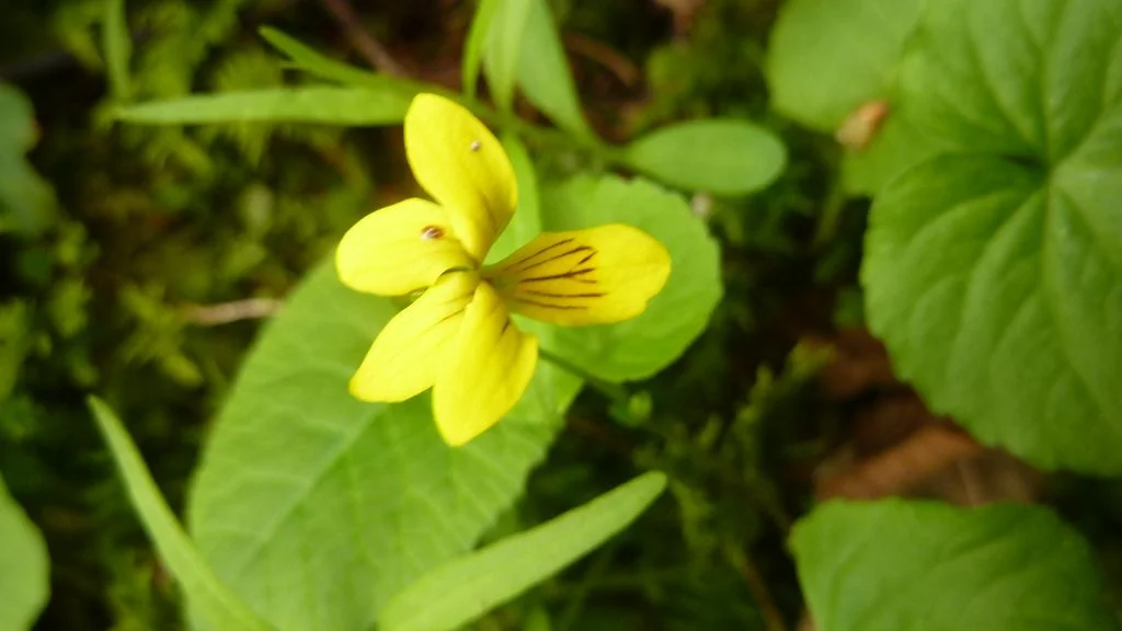 Gelbes Veilchen | © Max Bischofberger 