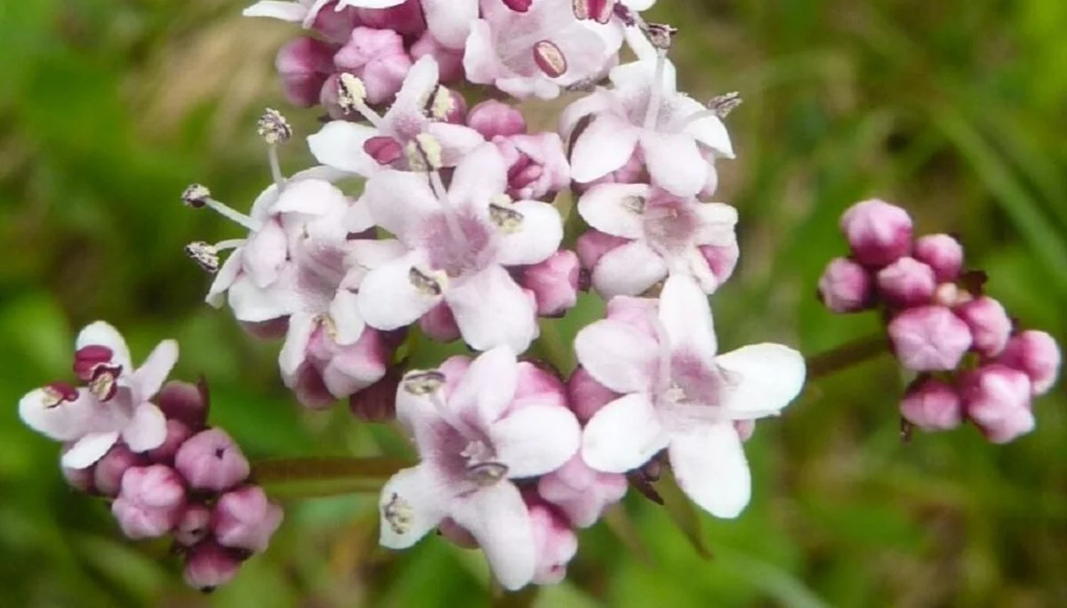Berg-Baldrian | © Max Bischofberger 