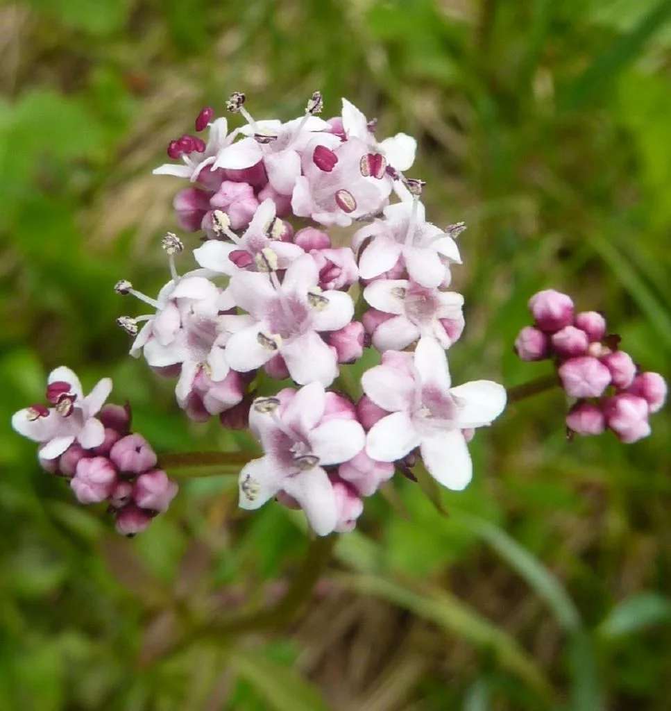 Berg-Baldrian | © Max Bischofberger 