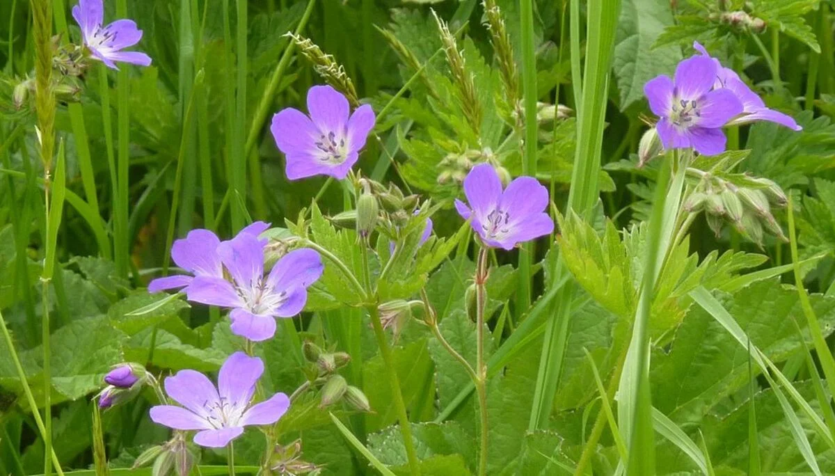 Wiesen-Storchschnabel | © Max Bischofberger 