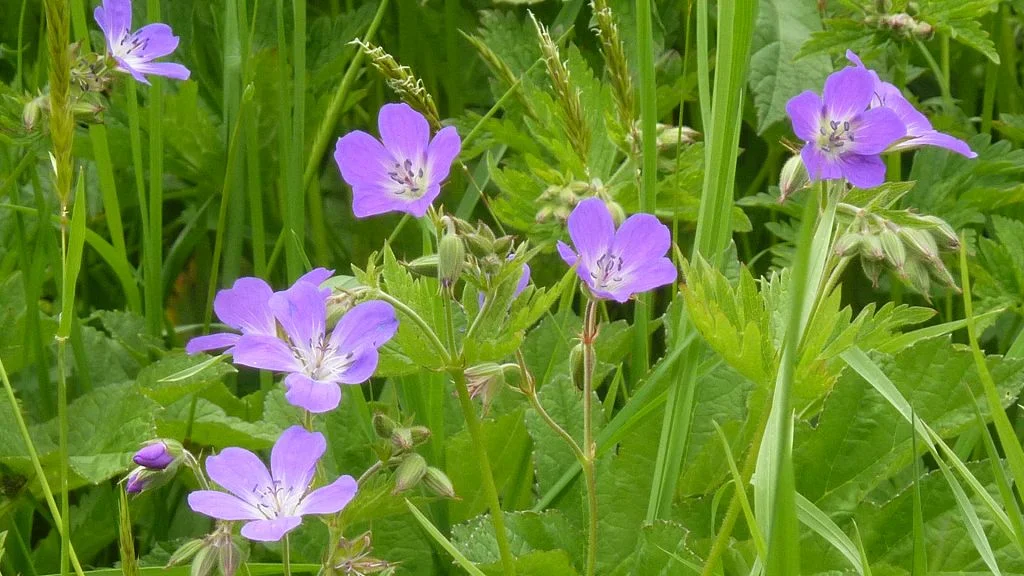 Wiesen-Storchschnabel | © Max Bischofberger 