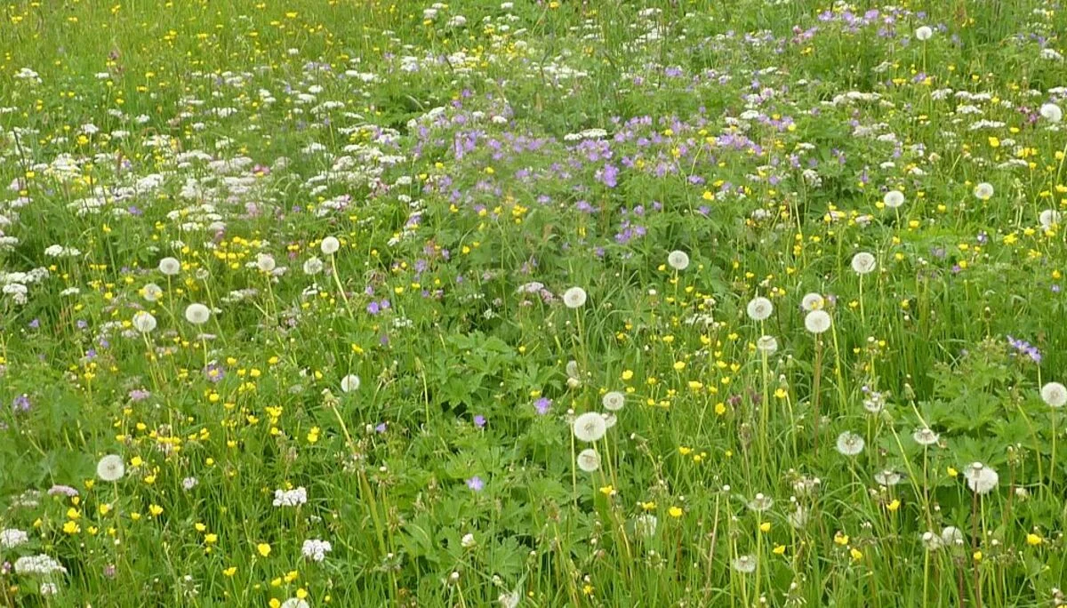 Wildblumenwies4e | © Max Bischofberger 