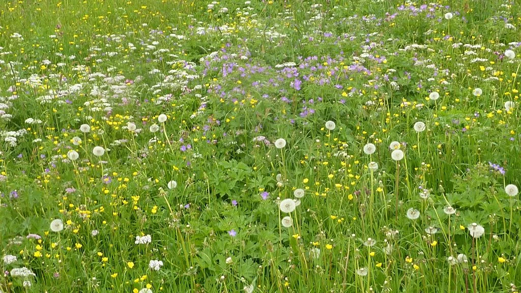 Wildblumenwies4e | © Max Bischofberger 